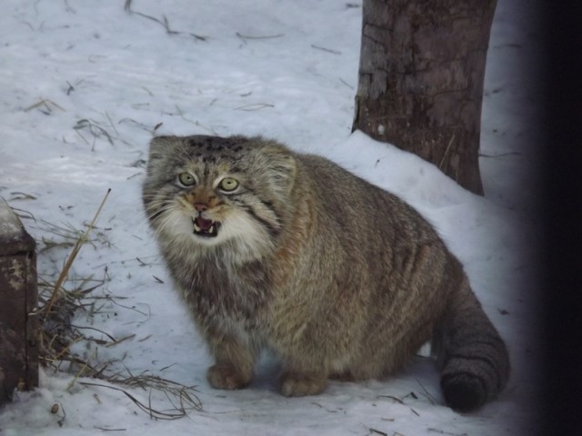 Котовторник 16.07.2019