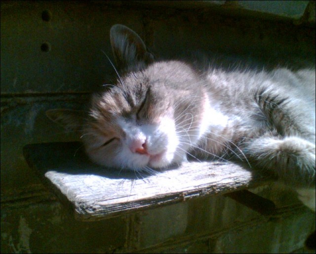 Кот загорает на солнышке