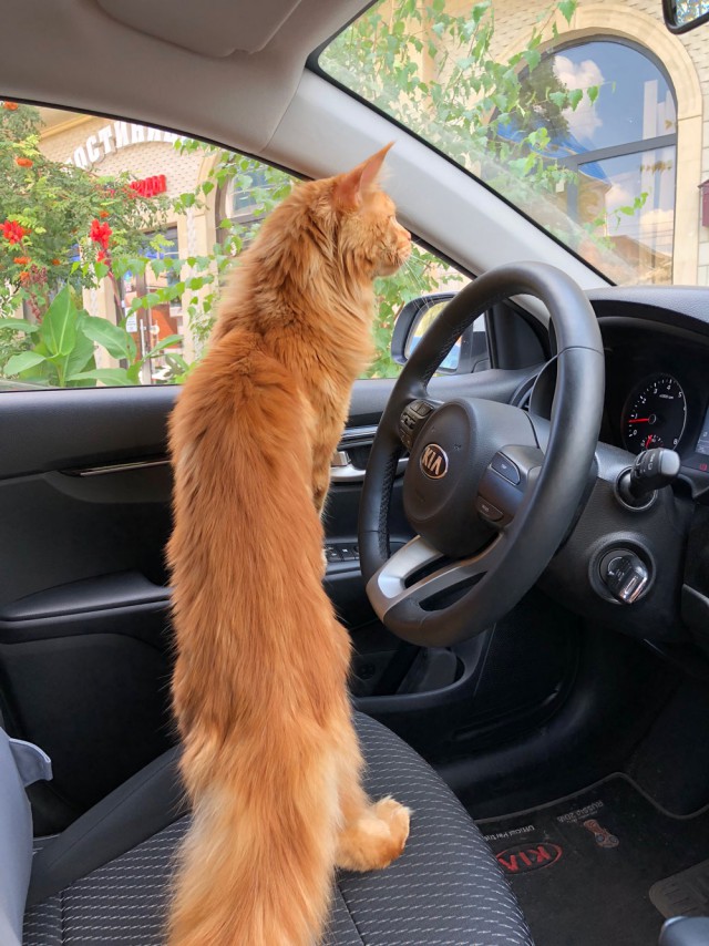 Как я путешествую с котом по миру на машине