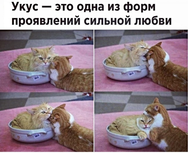 Картинки с котами и про котов