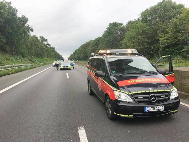 Полицейские в Германии перекрыли шоссе, спровоцировав многокилометровую пробку