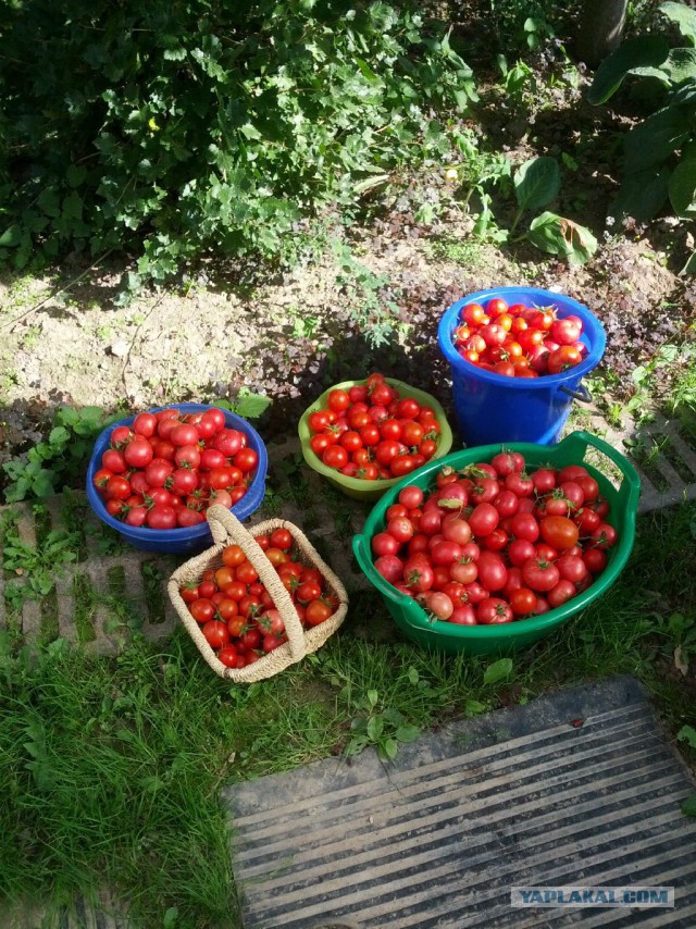 Мой ответ санкциям