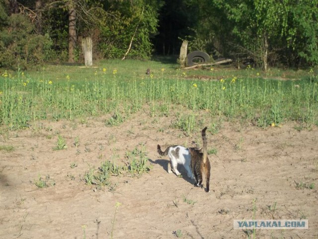 Жизнь домашнего приюта для котеек 8