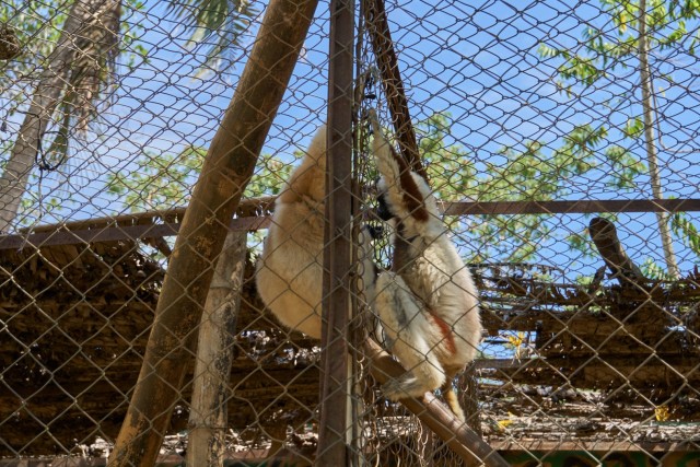Мадагаскар — путешествие по стране лемуров и баобабов