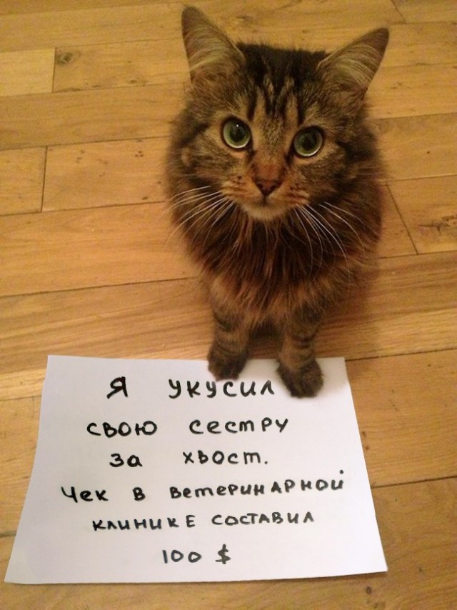 Котовторник. Понять и простить.