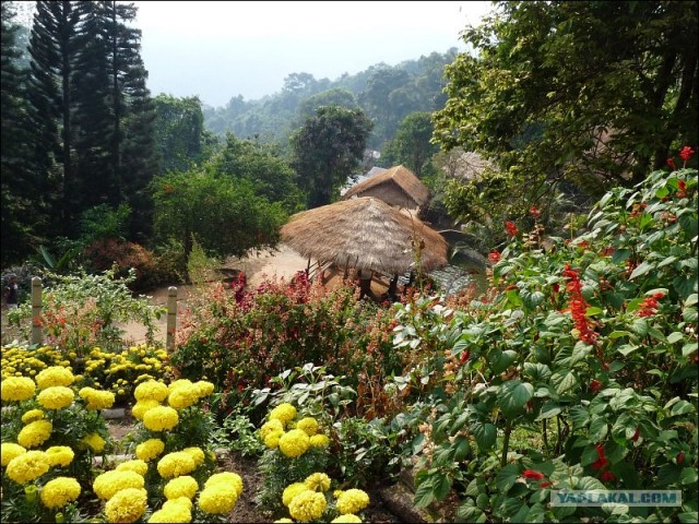 Кунсткамера в опиумном саду на севере Таиланда