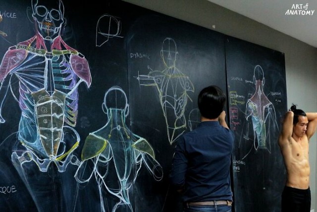 Учитель анатомии прославился благодаря рисункам на доске