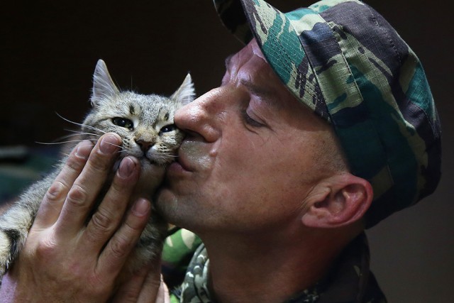 Кошки и собаки на войне в Донбассе