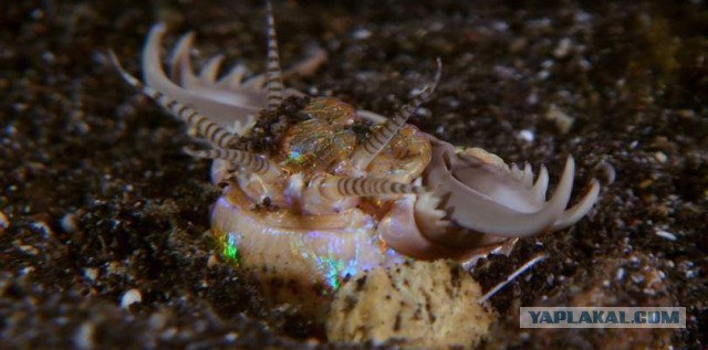 Атака трехметрового червя: самый жуткий подводный хищник