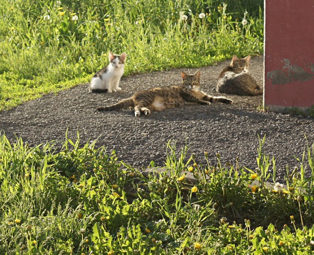 Котовторник 19.06.2018