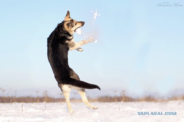 Собакен легко и элегантно уклоняется от снежка