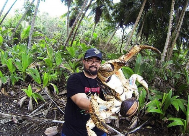 Турист сфотографировался с кокосовым раком