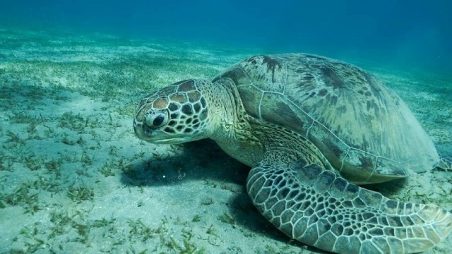 На острове Занзибар погибли девять человек, отравившись мясом черепахи