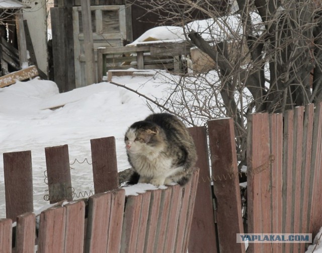 Котовторник 03.05.2016