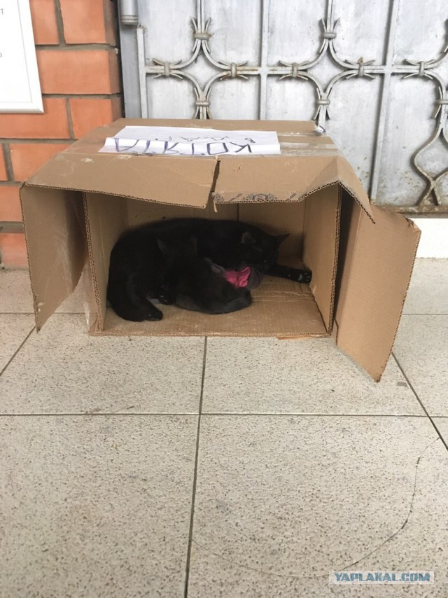 Две замечательные кошки ищут новый дом