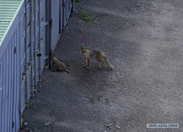 Камчатские лисы