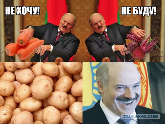 Белорусы копают бульбу