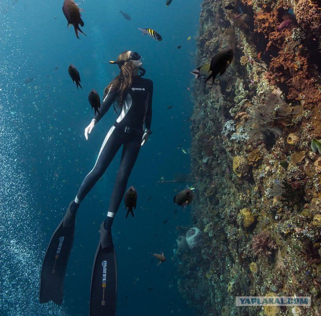 Невероятный подводный мир