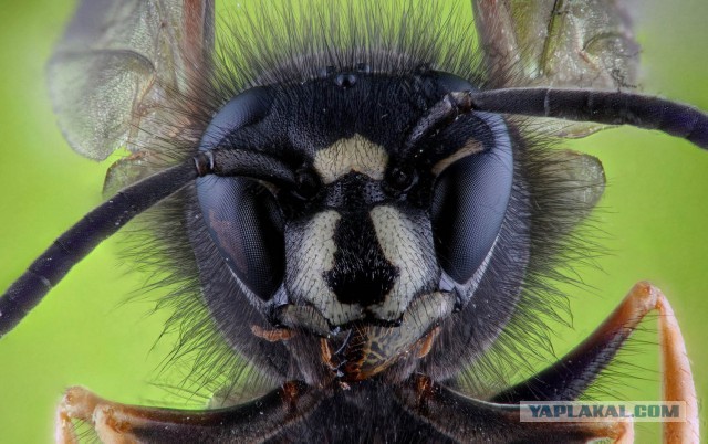 Макро портреты насекомых