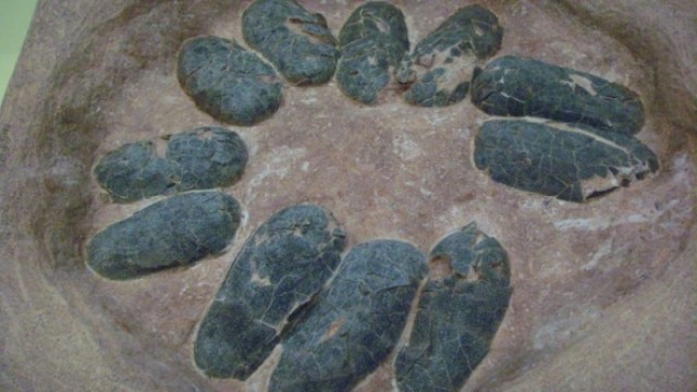 В Аргентине найдены яйца динозавров с сохранившимися эмбрионами