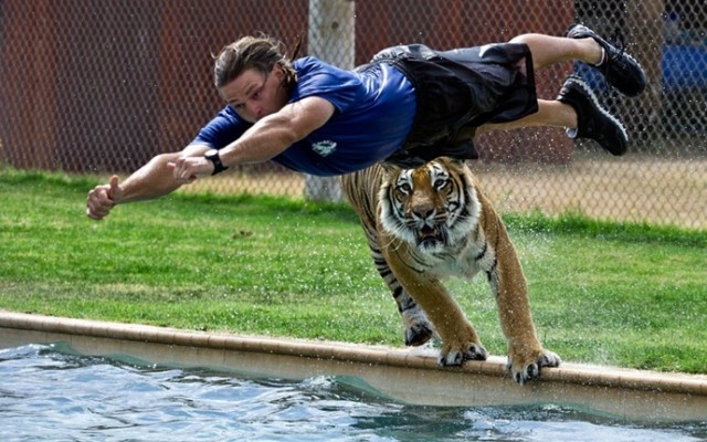 Поплавать с тиграми