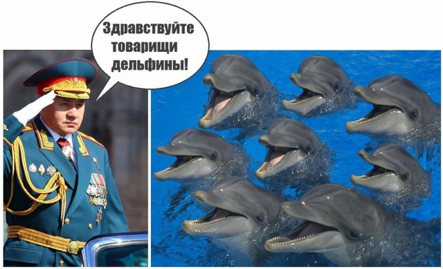 Строительство моста в Крым увеличило численность дельфинов в проливе