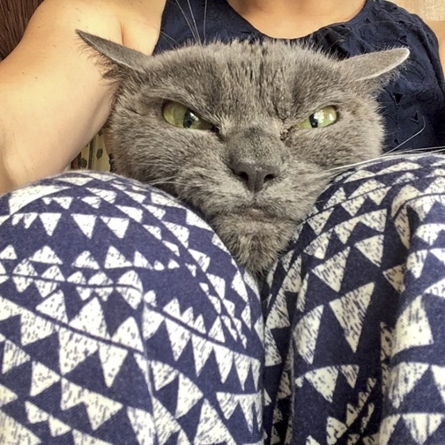 Как выглядит недовольная жизнью японская кошка, застрявшая на год в приюте