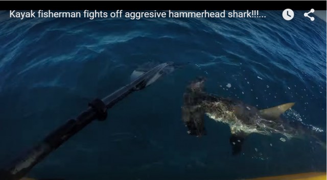Нападение акулы на рыбака-каякера