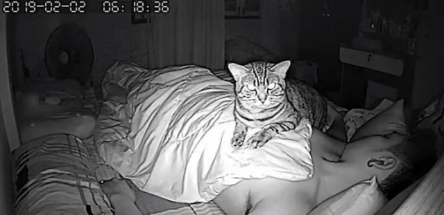 Установил ночное наблюдение за котом