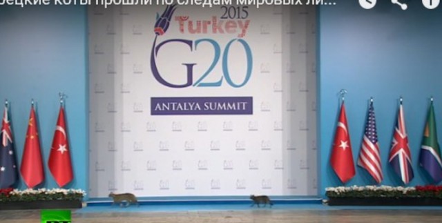 Турецкие коты на G20