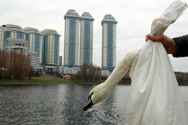 Как ловили лебедей в Москве