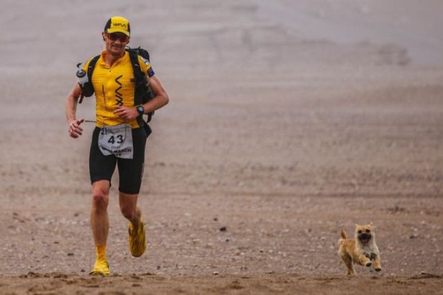 Бродячая собака поучаствовала в марафоне