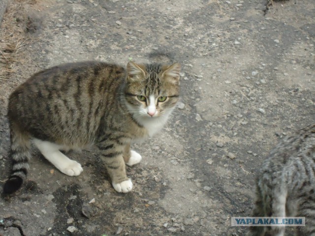 Мой личный котоленд.