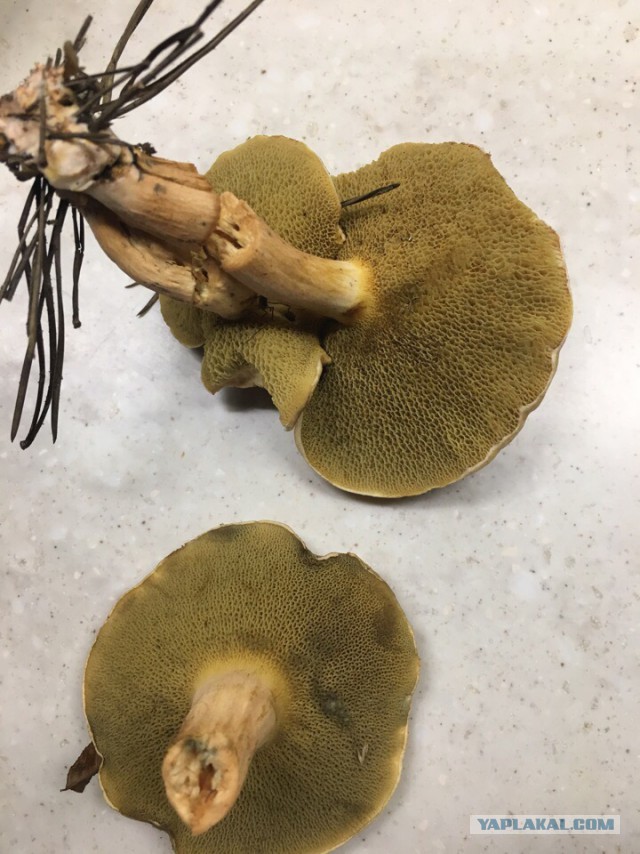 А что это за грибы? Съедобные?