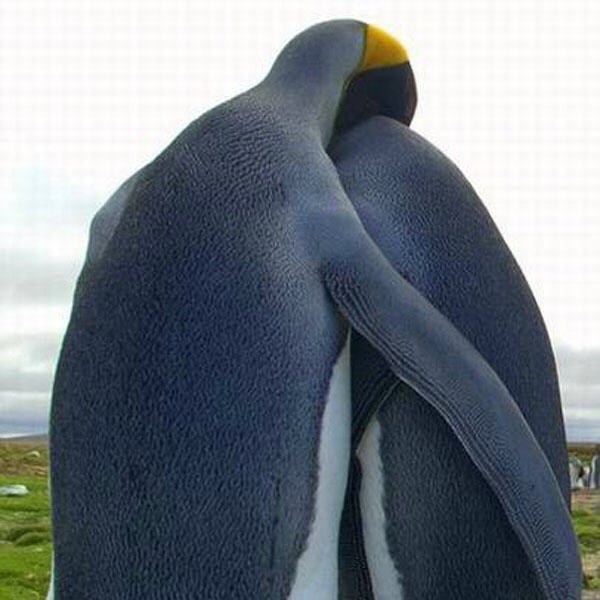 Трагедия в семье пингвинов! (2 фото)