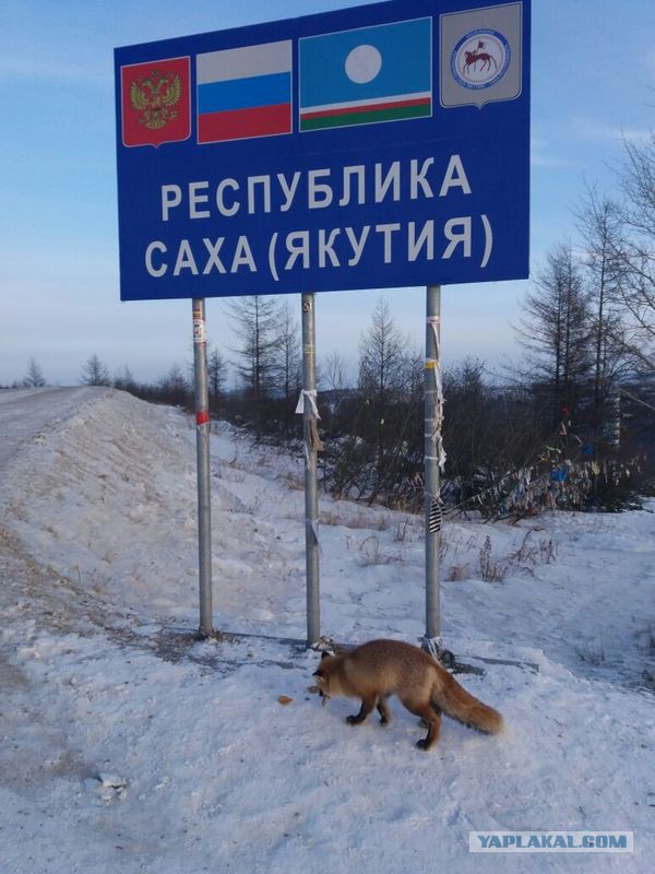 Известный в Якутии лис-попрошайка разошелся по полной