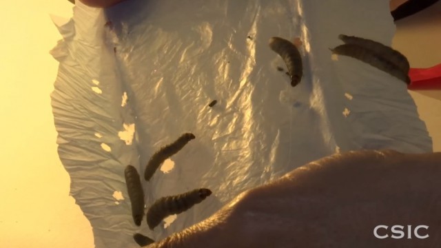 Ученые обнаружили червей, поедающих пластик. И это замечательные новости для нашей планеты