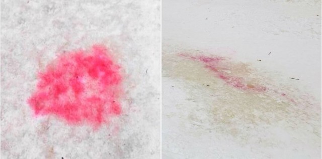 В Измайлово и Пресне собачники заметили розовые пятна на снегу — это собачий яд.