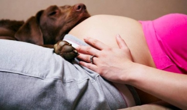 Собаки, которые очень ждут рождения малышей