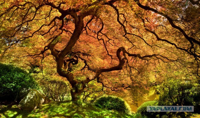 http://s00.yaplakal.com/pics/pics_preview/8/2/9/5102928.jpg