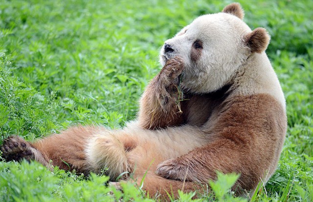 Единственная в мире коричневая панда, которую бросила мама, наконец-то нашла свое счастье