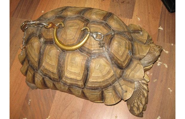 Тюнинг черепахи