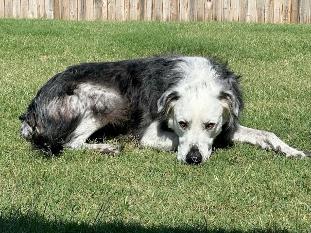 Парень показал, как его пёс за два с половиной года из чёрного превратился в белого