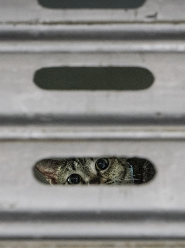 12 забавных фото о том, почему быть котом в Гонконге весьма неплохо
