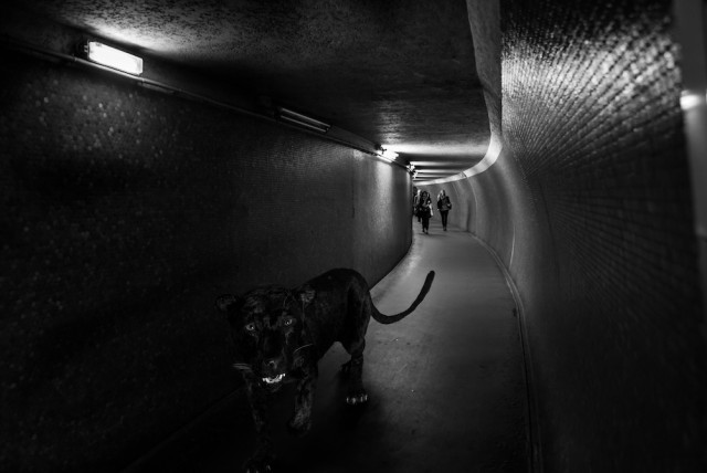 Дикие животные в метро.