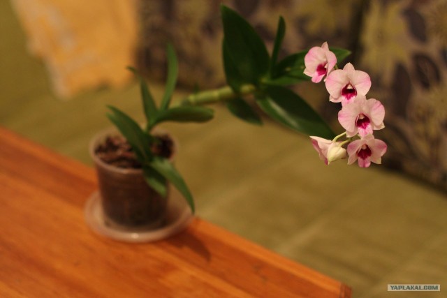 Тайская орхидея, которая прижилась у меня дома.