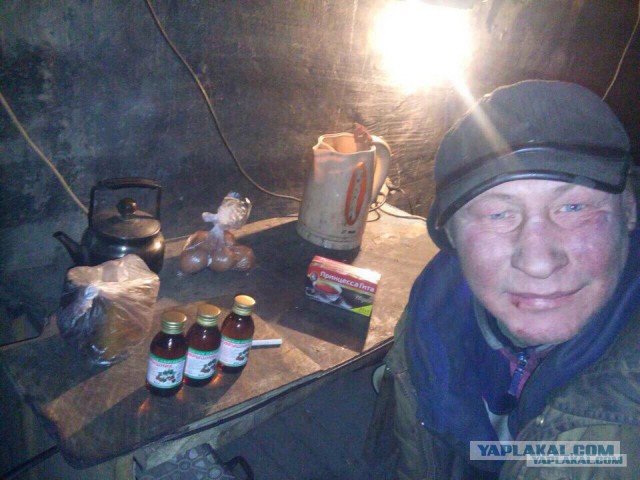 Пьяные свиристели и дрозды падают с веток в Новосибирске