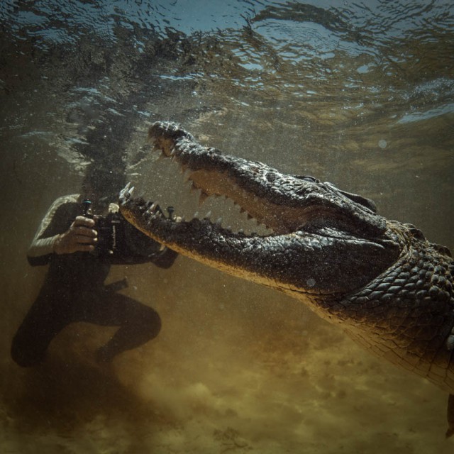 Банка Чинчорро, нырялка с морскими крокодилами в океане