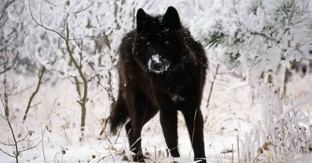 Волк - хищник лесов и степей