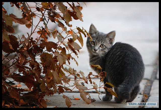 Котовторник на ЯПлакалъ